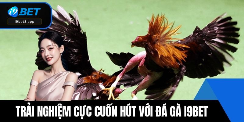 Trải nghiệm cực cuốn hút với đá gà i9BET